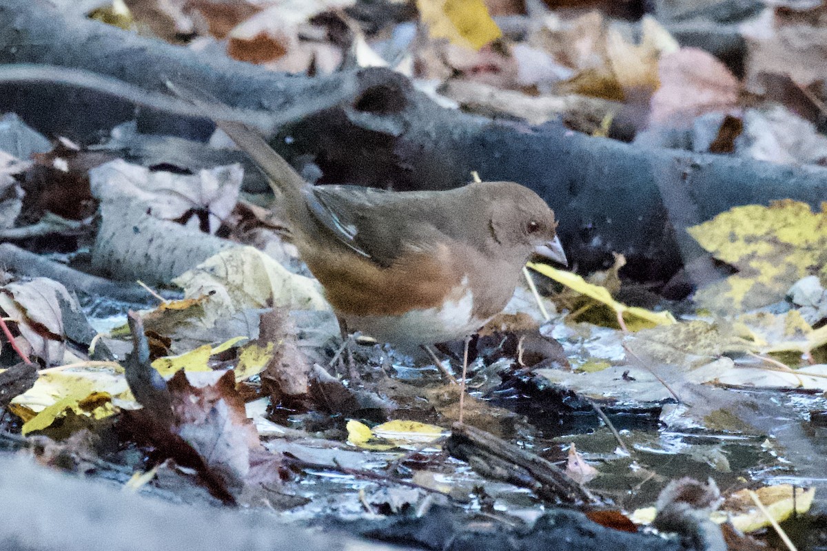 Eastern Towhee - ML625090770