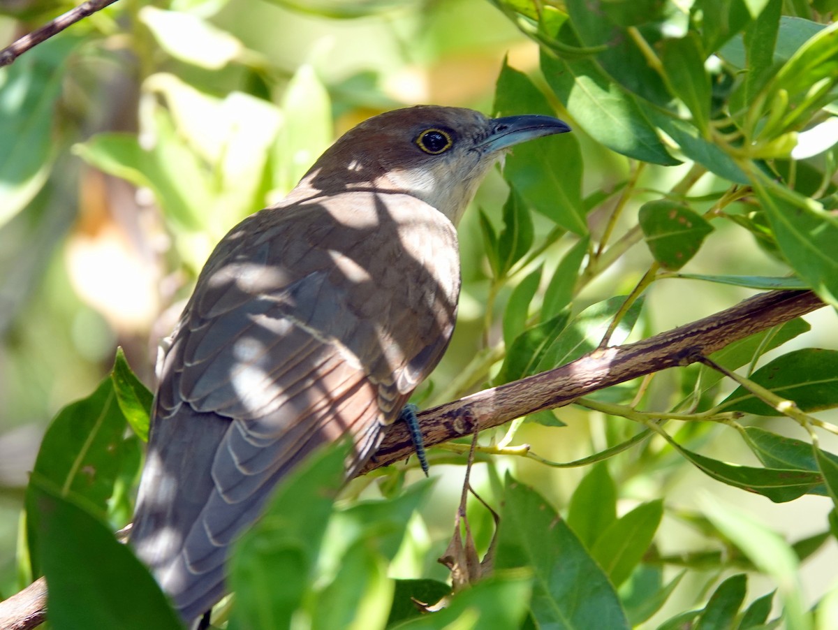 Black-billed Cuckoo - ML625090884