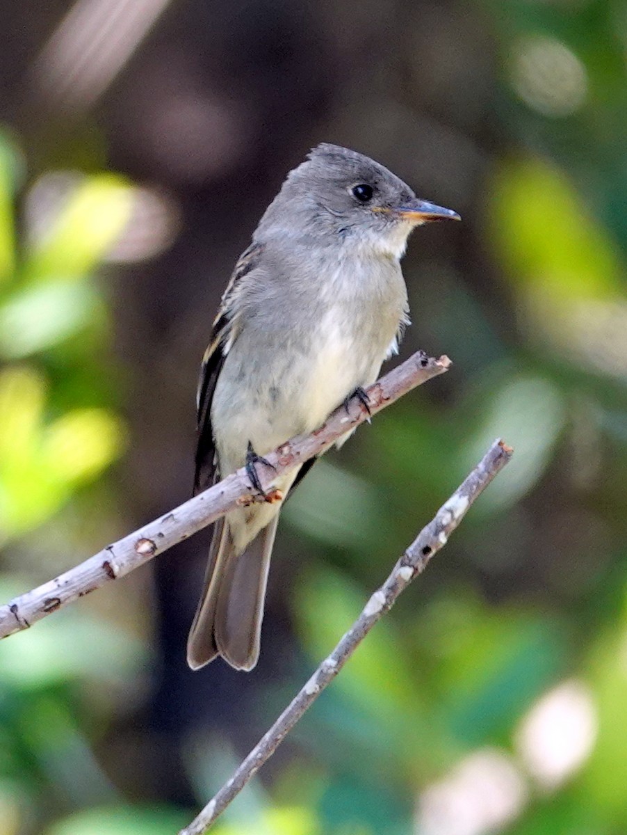 Eastern Wood-Pewee - ML625090889
