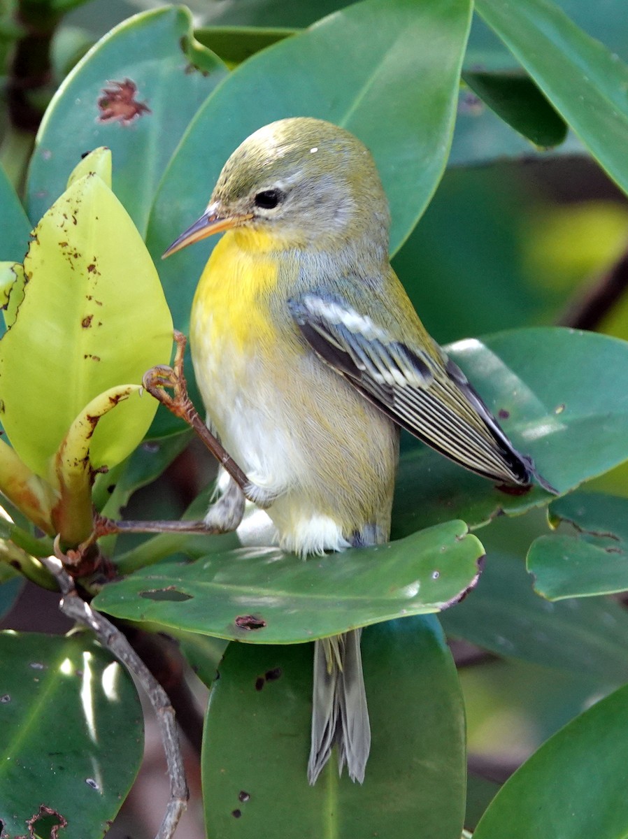 Northern Parula - ML625090901