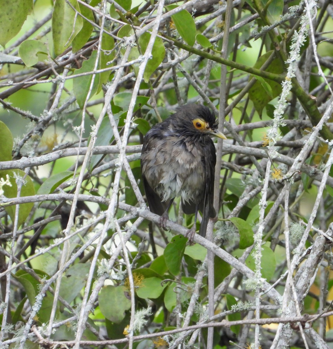 Spectacled Thrush - ML625090968