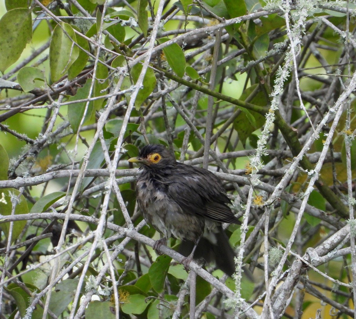 Spectacled Thrush - ML625090969