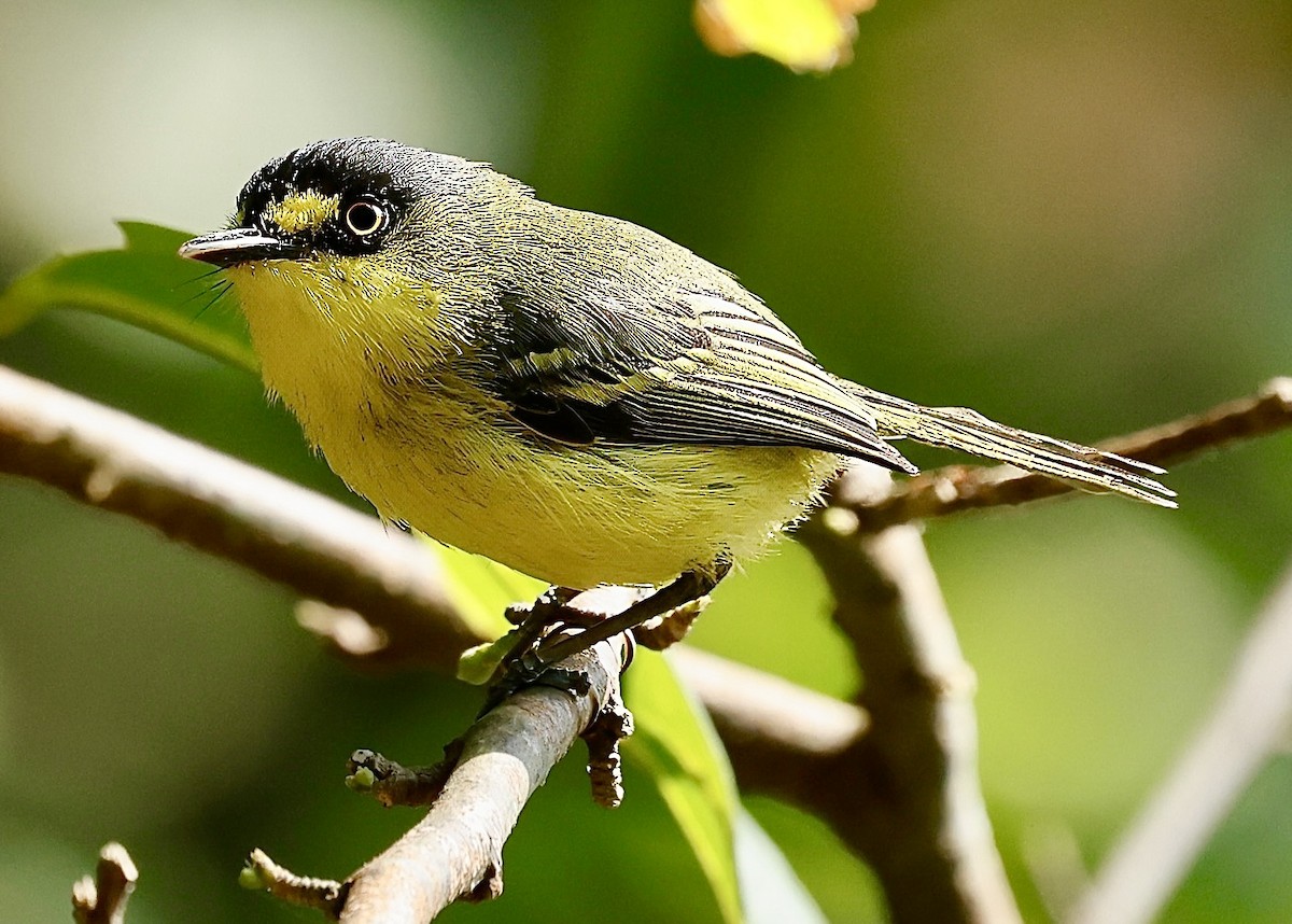 Gray-headed Tody-Flycatcher - ML625090972