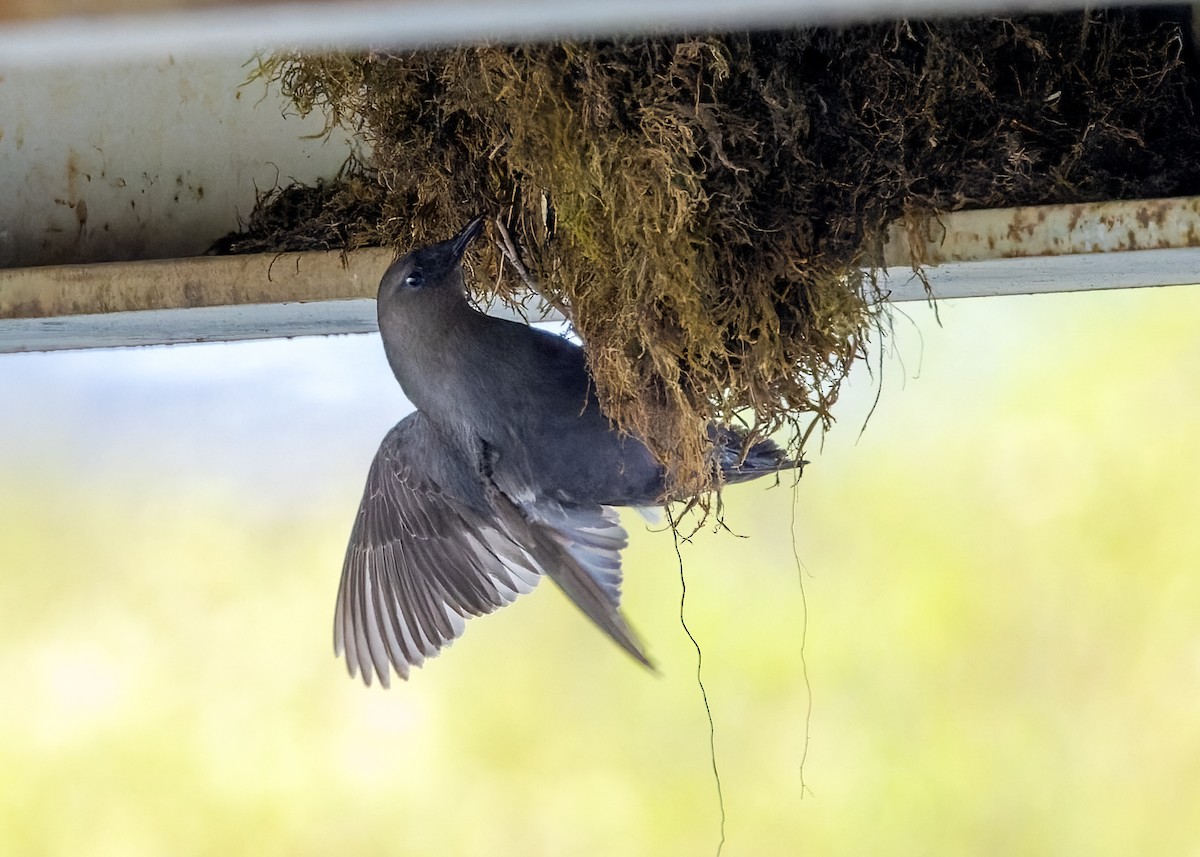 American Dipper - ML625090984