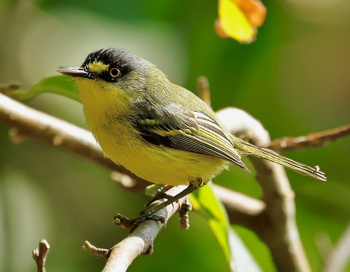 Gray-headed Tody-Flycatcher - ML625091058