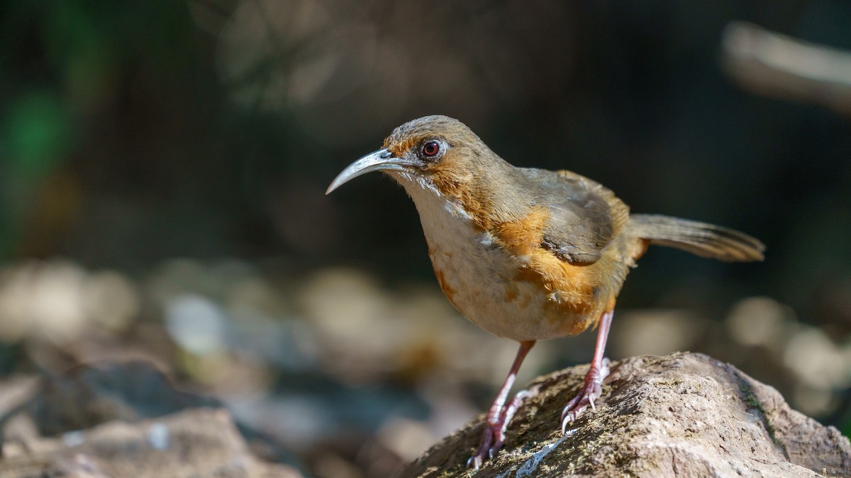 Rusty-cheeked Scimitar-Babbler - ML625091138