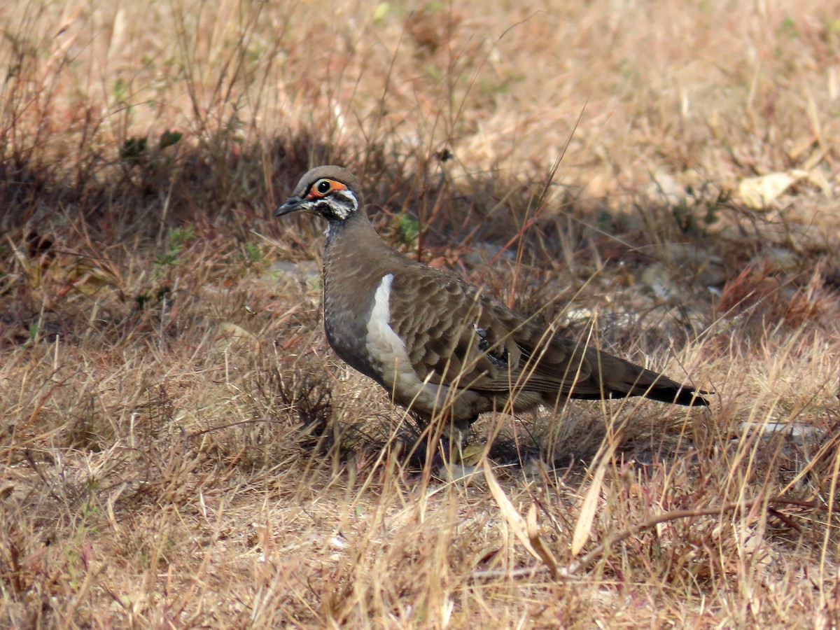 Squatter Pigeon - Peter Leth