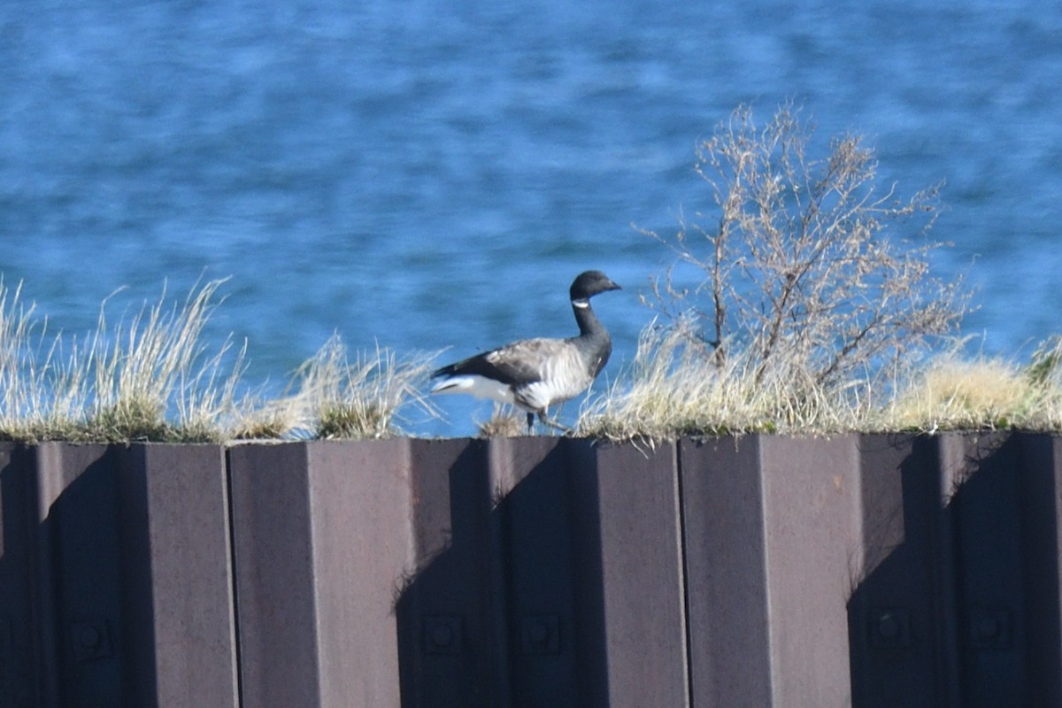 Brant (Atlantic) - ML625091302