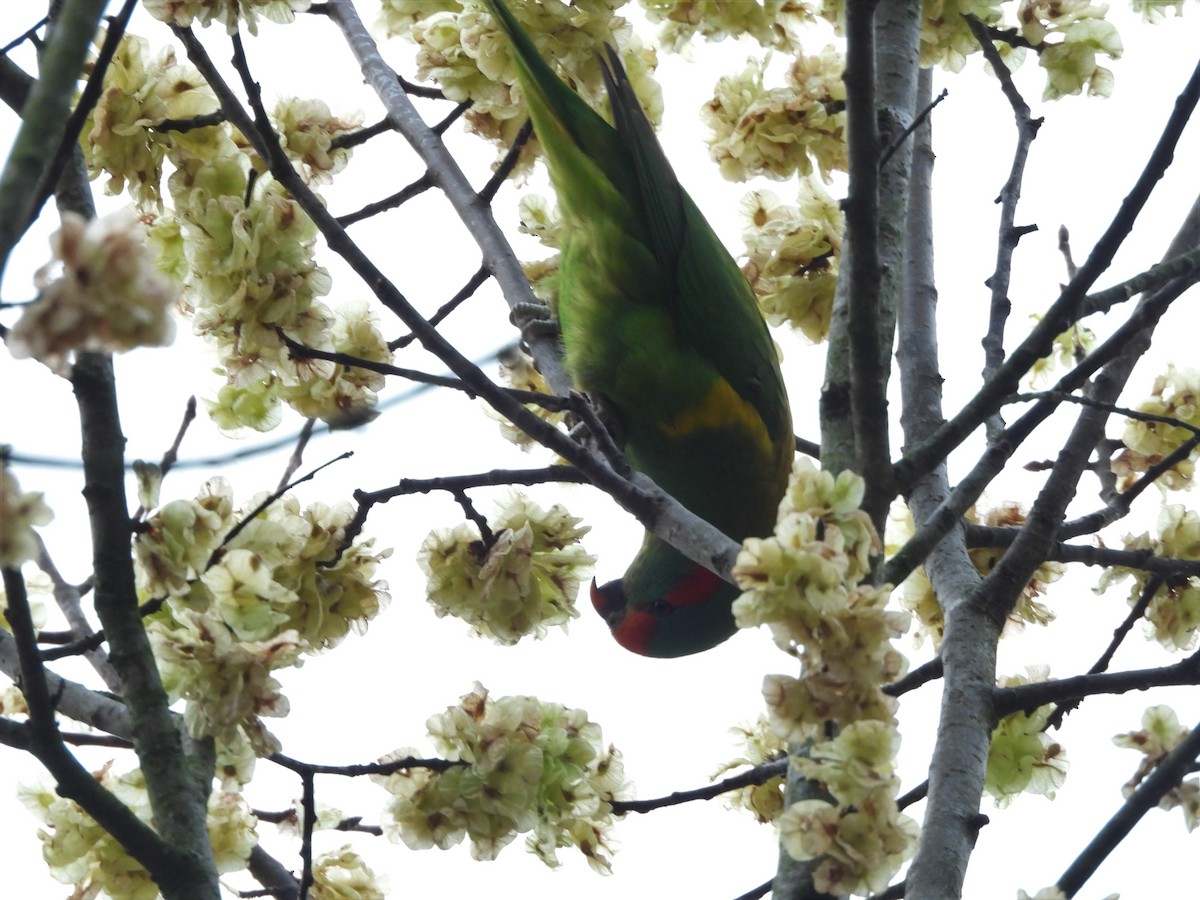 Musk Lorikeet - ML625091341