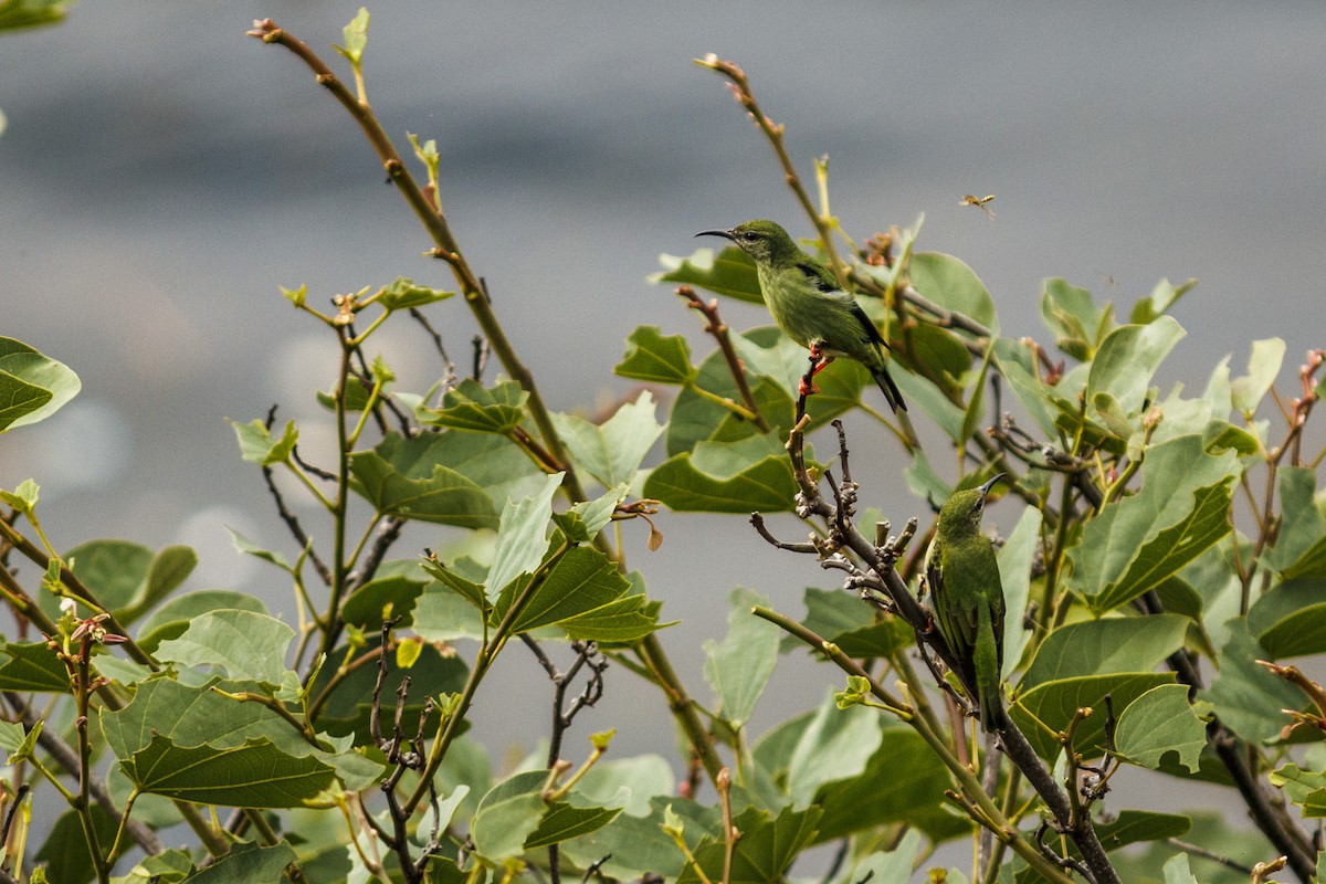 Red-legged Honeycreeper - ML625091382