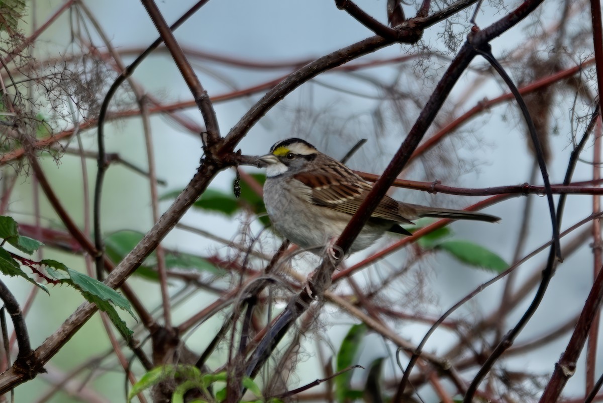 White-throated Sparrow - ML625091387