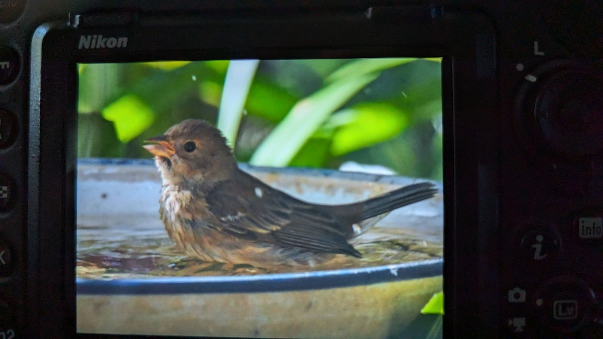 Indigo Bunting - ML625091643