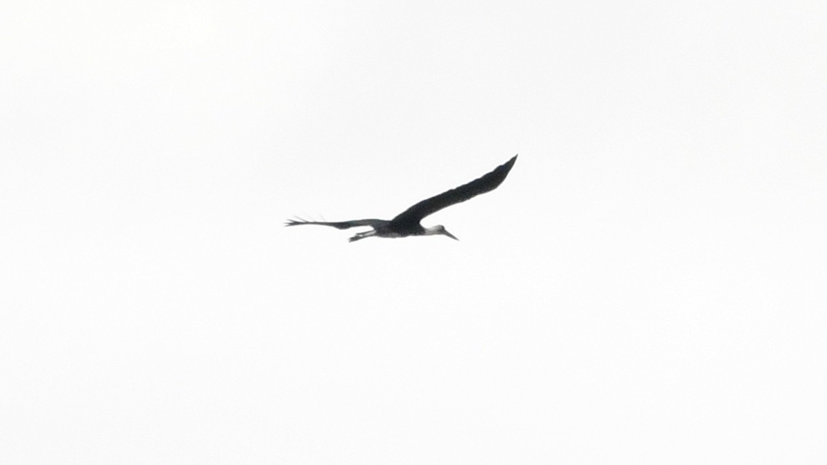 African Woolly-necked Stork - ML625091664