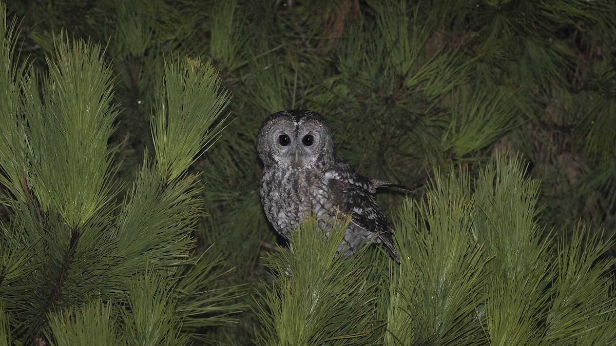 Tawny Owl - ML625091727