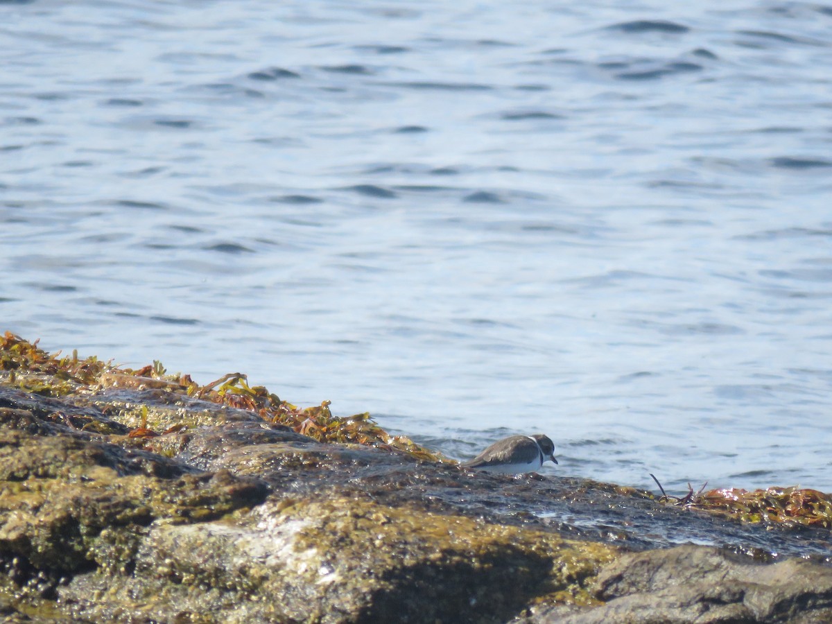 Semipalmated Plover - ML625091747