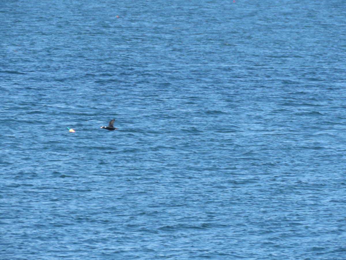 Surf Scoter - ML625091770
