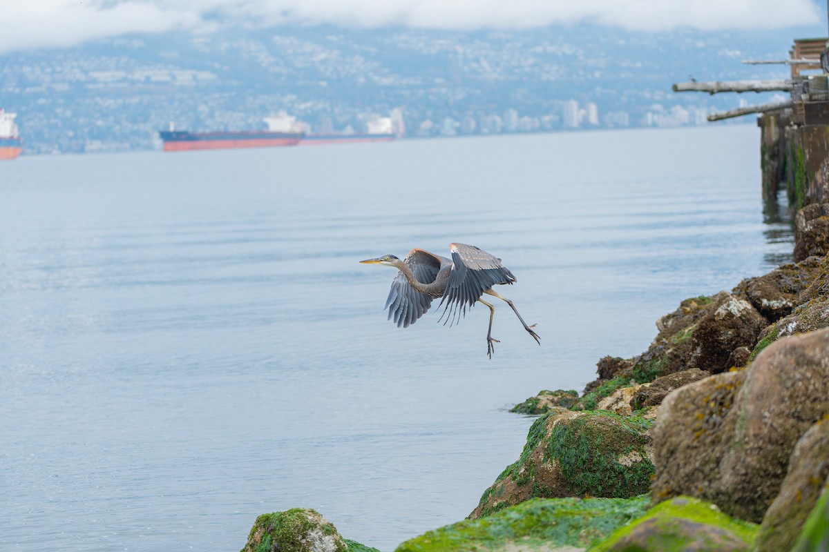 Great Blue Heron (Great Blue) - Ben Lambert