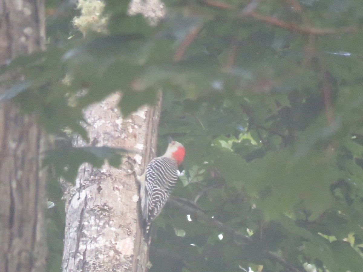 Red-bellied Woodpecker - ML625091876