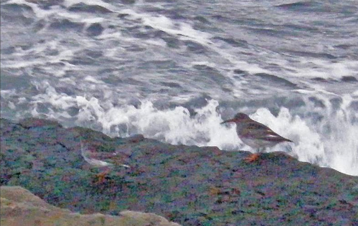 Purple Sandpiper - ML625091918