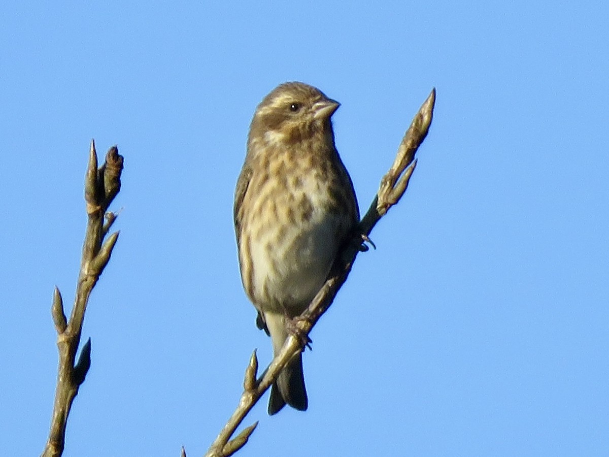 Purple Finch - ML625091998