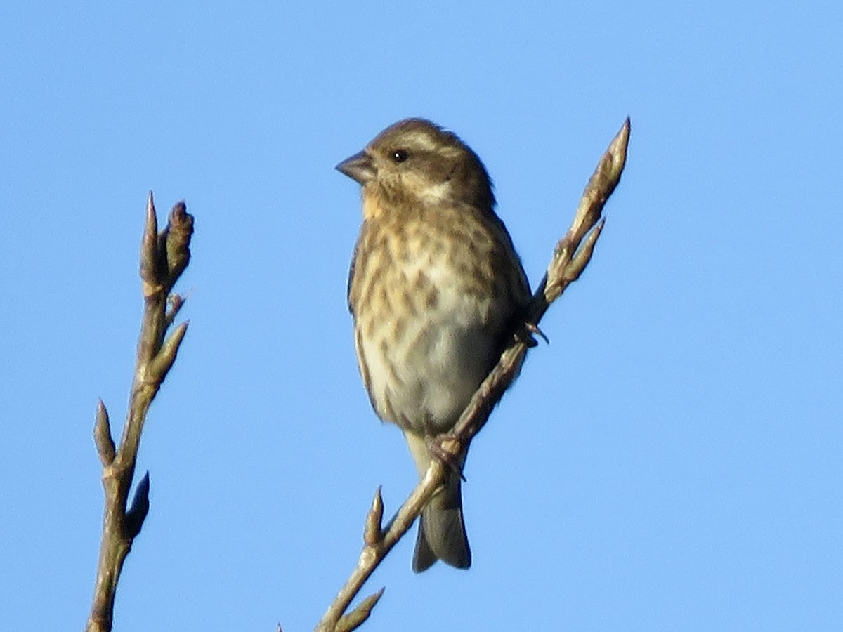 Purple Finch - ML625091999