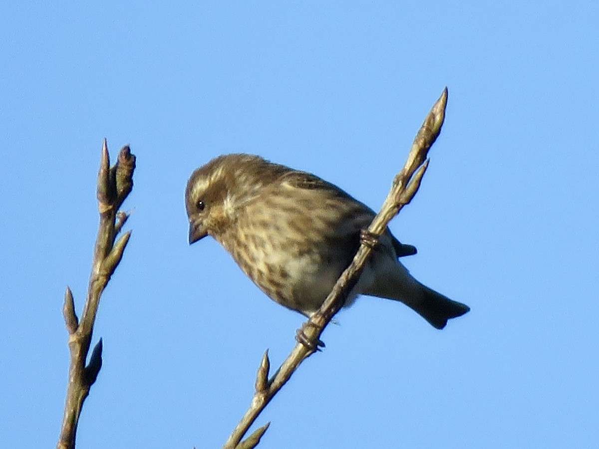 Purple Finch - ML625092000