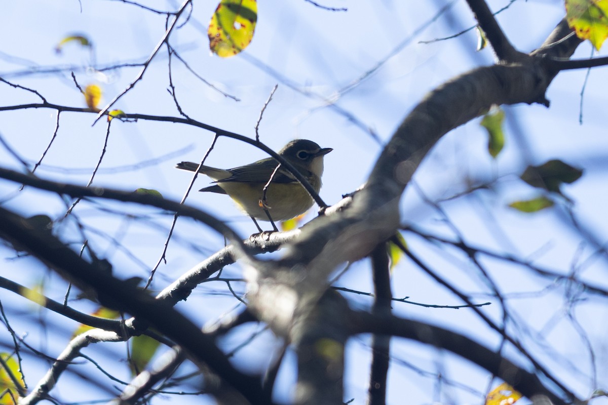 Vireo Solitario - ML625092006