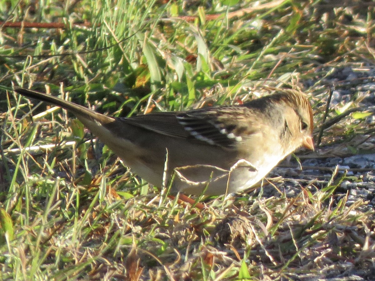 White-crowned Sparrow - ML625092037