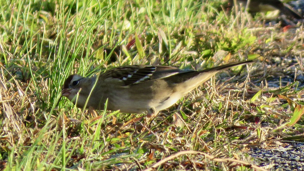 White-crowned Sparrow - ML625092038