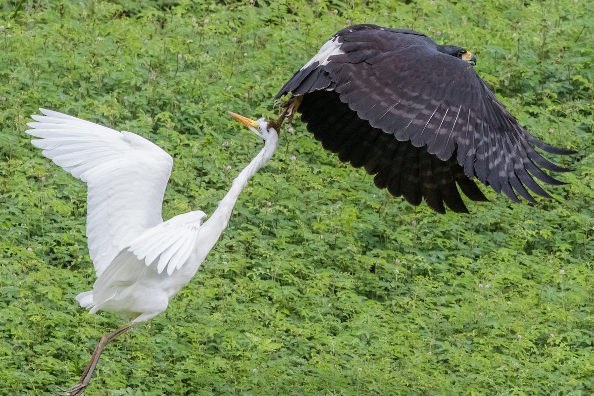 Great Black Hawk - ML625092045