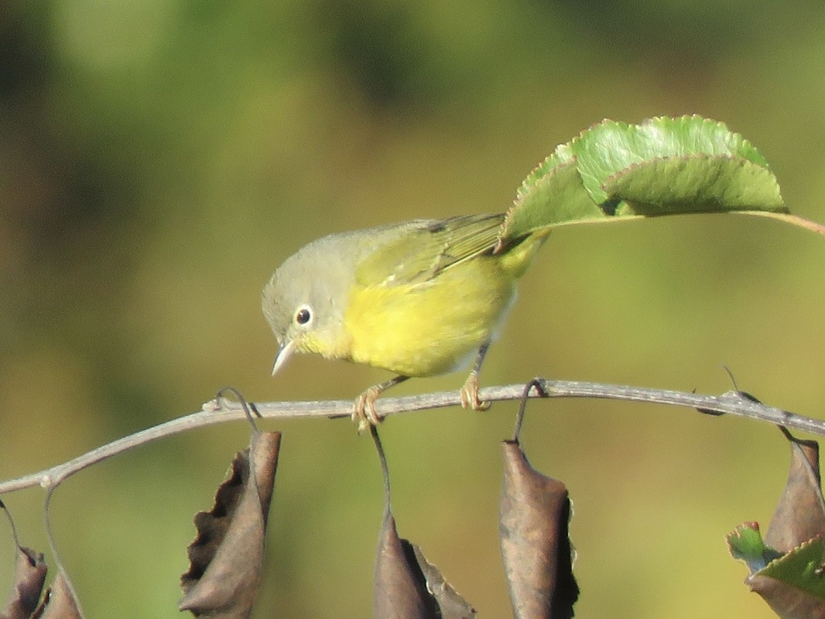 Nashville Warbler - ML625092053