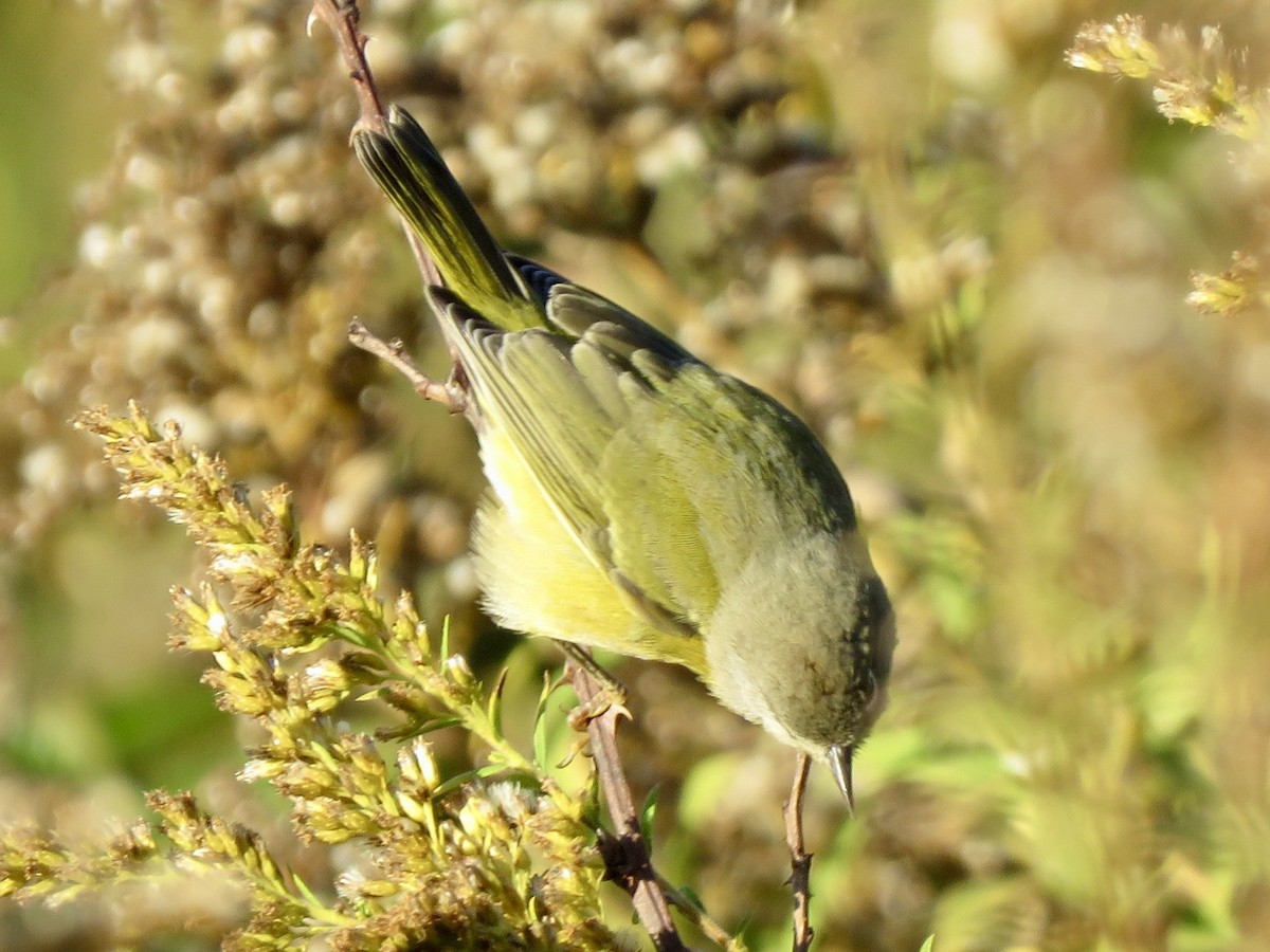 Nashville Warbler - ML625092054