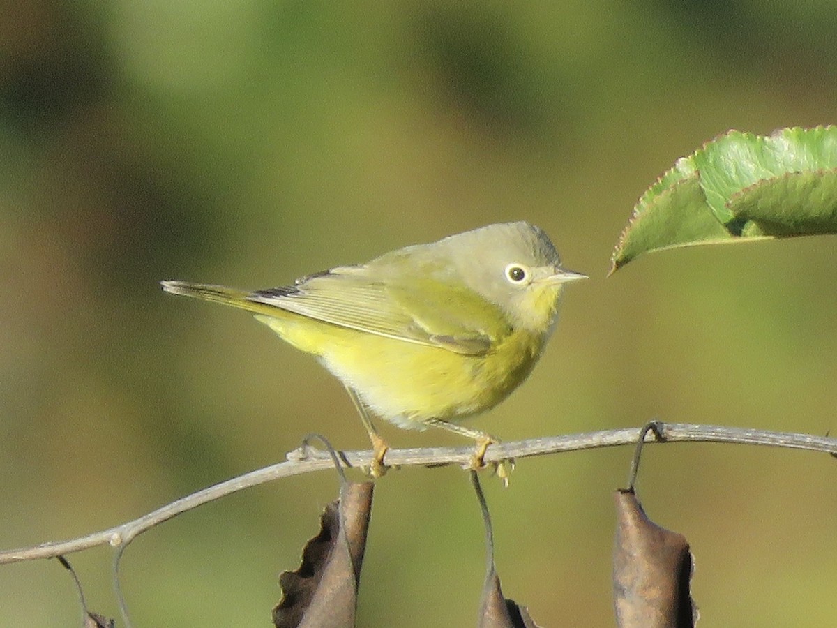 Nashville Warbler - ML625092055