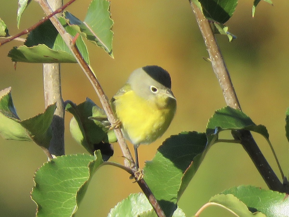 Nashville Warbler - ML625092056