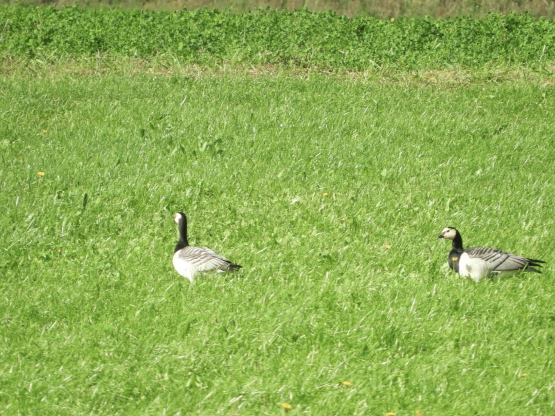 berneška bělolící - ML625092157