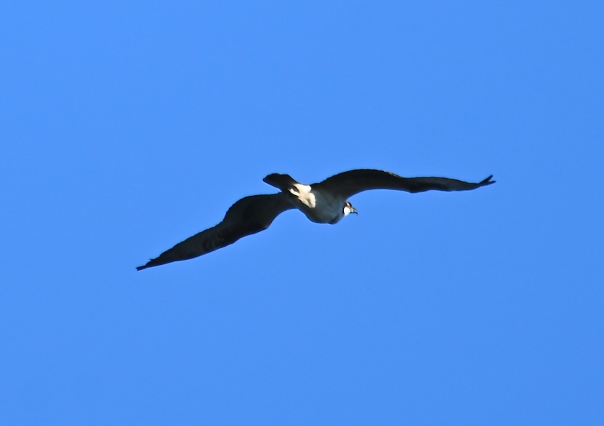 Osprey - ML625092252
