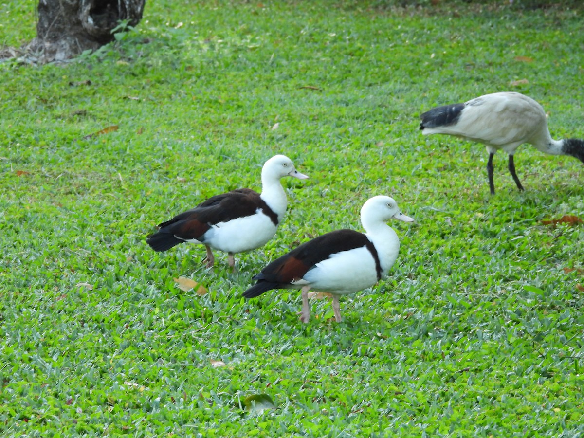 Radjah Shelduck - ML625092265