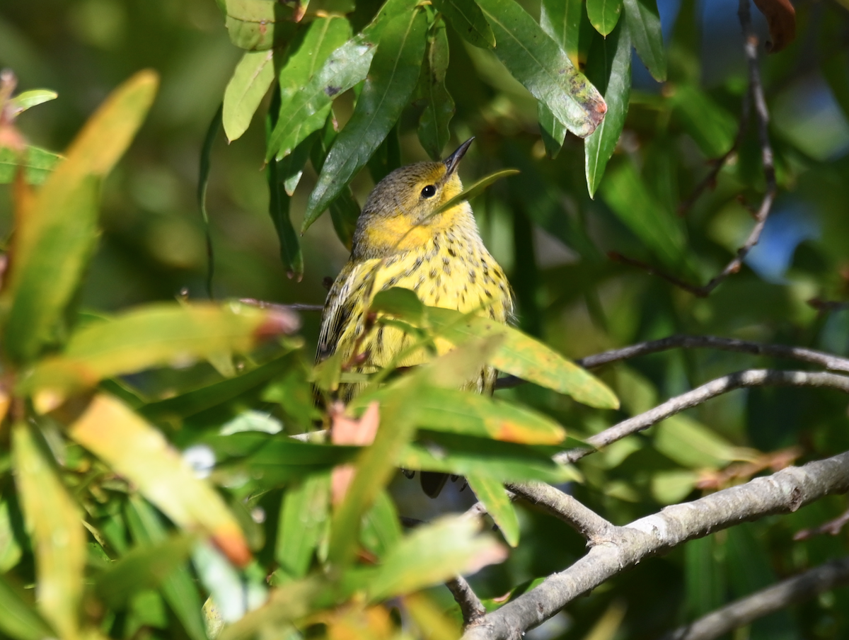 Cape May Warbler - ML625092311