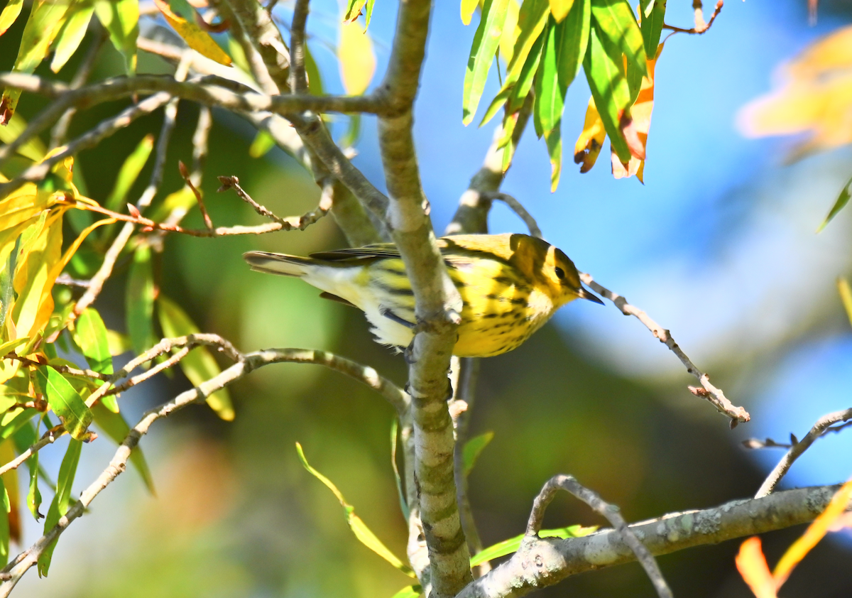Cape May Warbler - ML625092312
