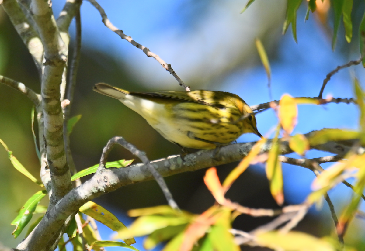 Cape May Warbler - ML625092320