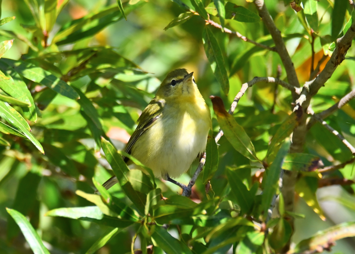 Tennessee Warbler - ML625092360