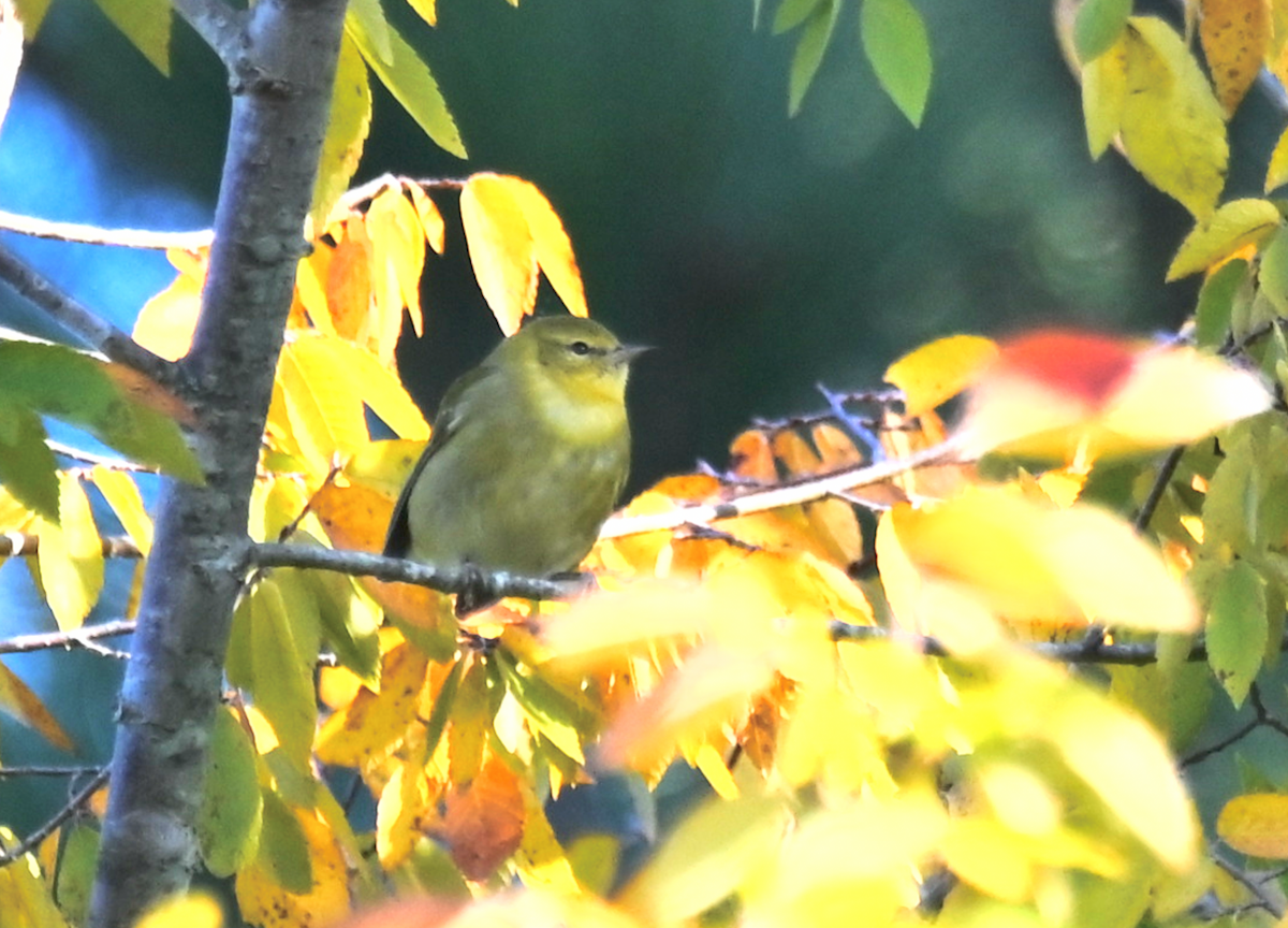 Tennessee Warbler - ML625092385