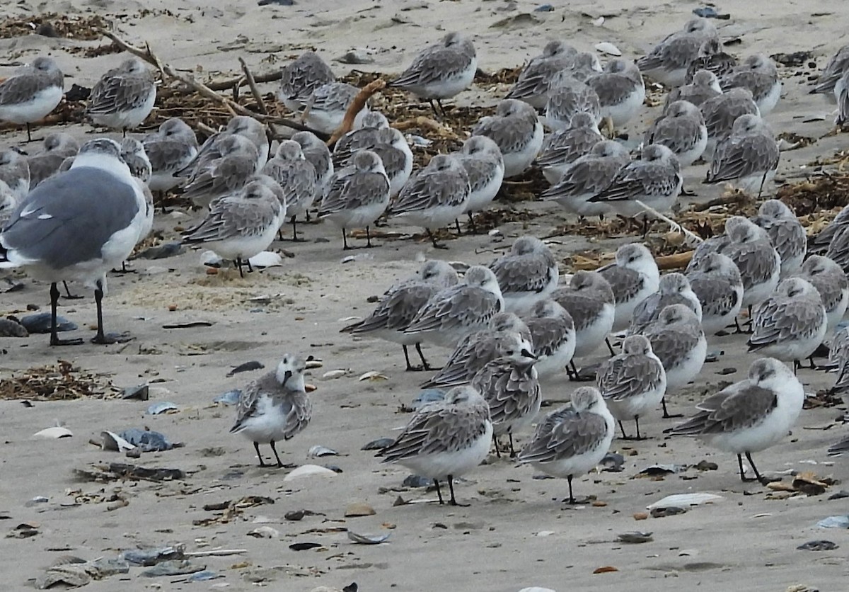 Bécasseau sanderling - ML625092538