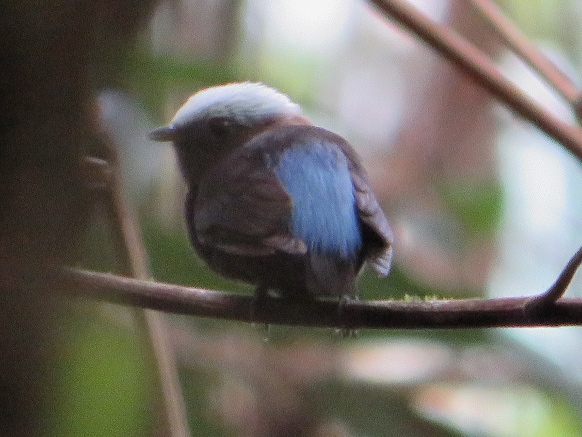 Blue-rumped Manakin - ML625092539