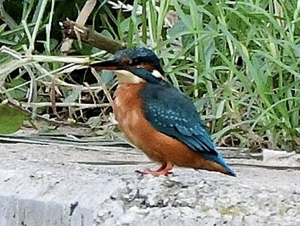 Common Kingfisher - ML625092605