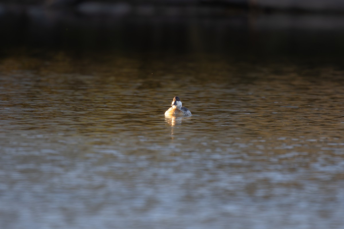 Ruddy Duck - ML625092657