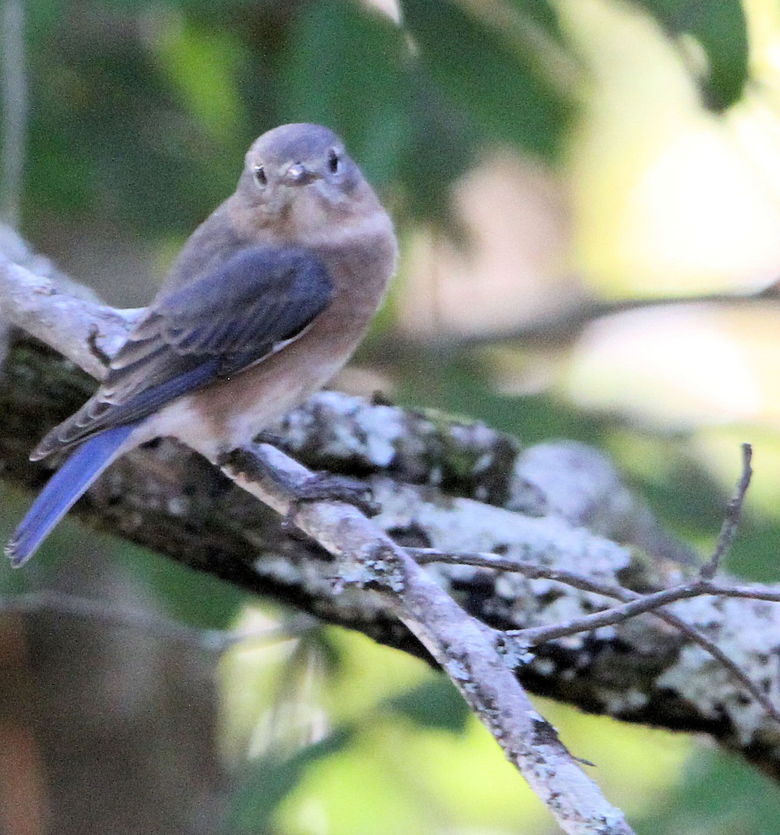 Eastern Bluebird - ML625092834