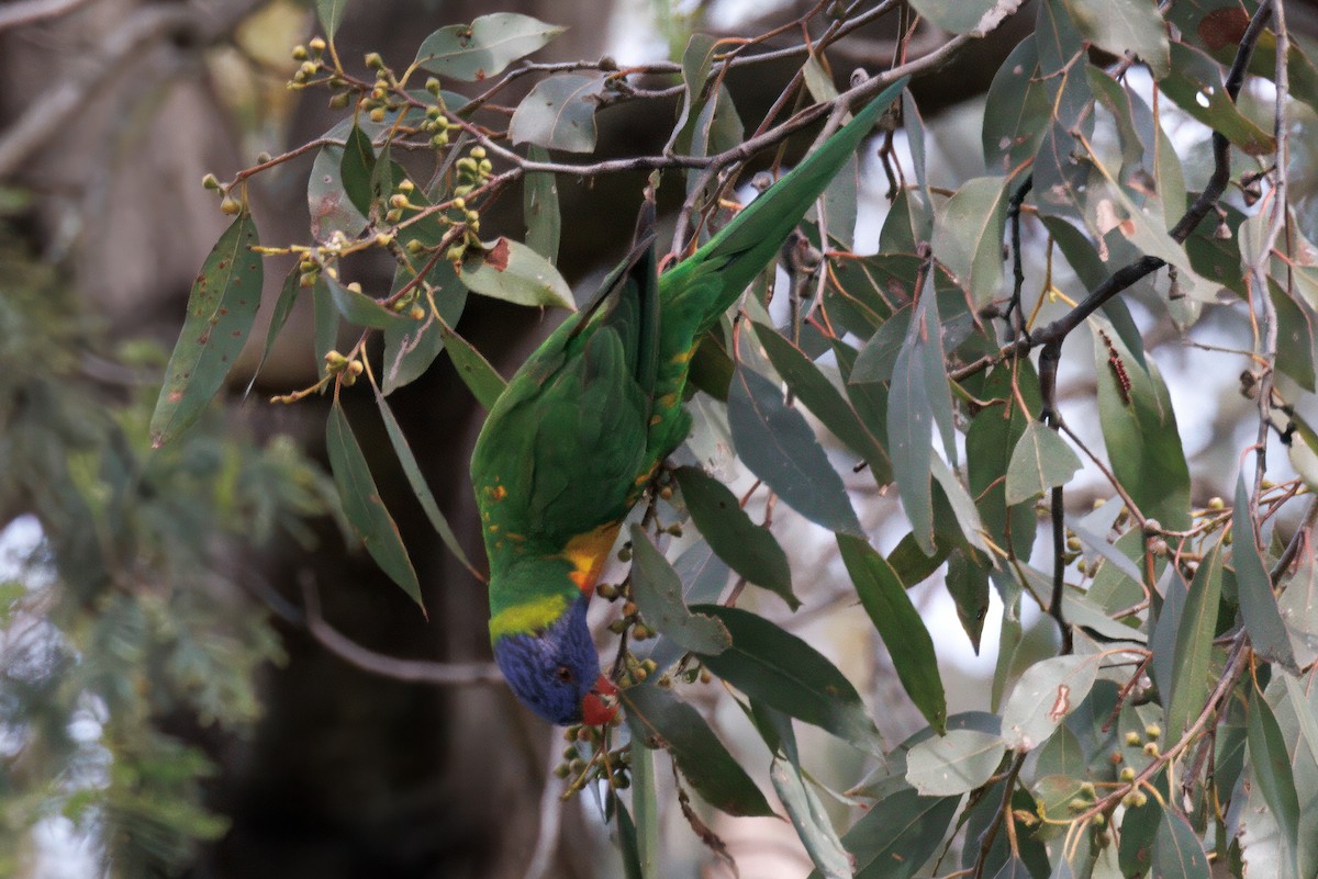 Rainbow Lorikeet - ML625092836