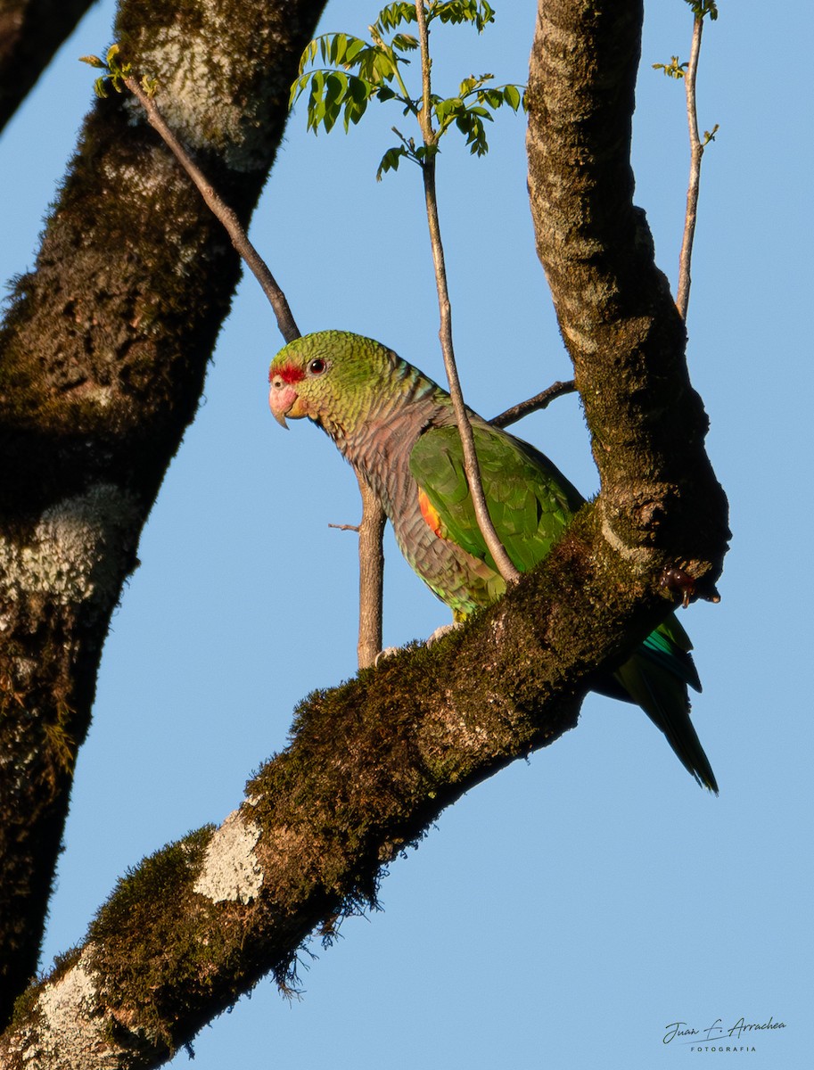 Vinaceous-breasted Parrot - ML625092875