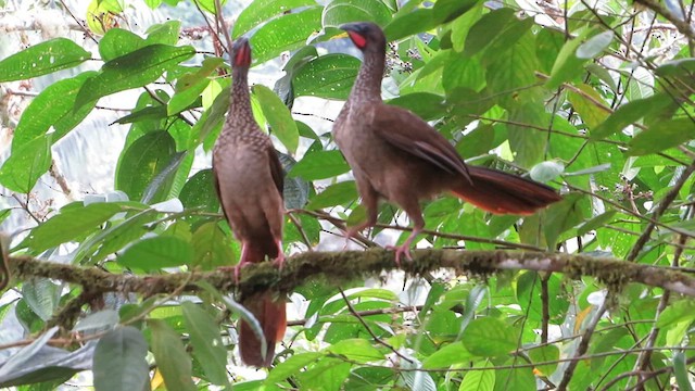 Speckled Chachalaca - ML625092897